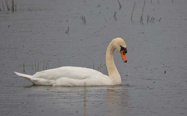 Un cygne tuberculé (gros oiseau blanc avec un long cou souple et un bec orange) qui nage dans l'eau d'un étang sous la pluie. De l'eau coule de son bec alors qu'il regarde vers le bas, son cou comme un point d'interrogation