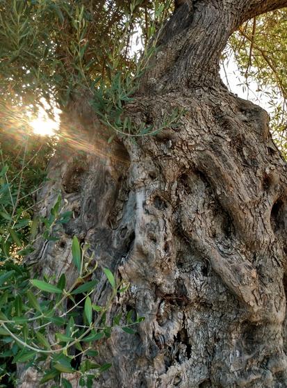 The grey-brown trunk of a sturdy olive tree photographed from close up. The bark is uneven and wavy, rough and scarred, full of holes and thick. Green, narrow, elongated leaves grow above and to the left and behind it. The sun shines into the picture from behind on the left between the foliage and the trunk, giving off a warm light.