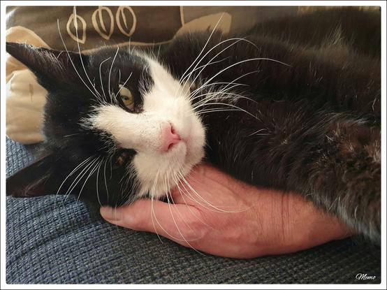 Bildbeschreibung:
BeKa hat ihren Kopf auf meine Hand gelegt.