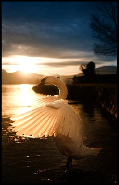 A white swan stands gracefully in the shallow water of a lake, its wings partially spread and catching the warm, golden light of the setting sun. The sun, low on the horizon, creates a bright reflection on the water's surface. Silhouetted land and trees line the far shore under a darkening blue sky.