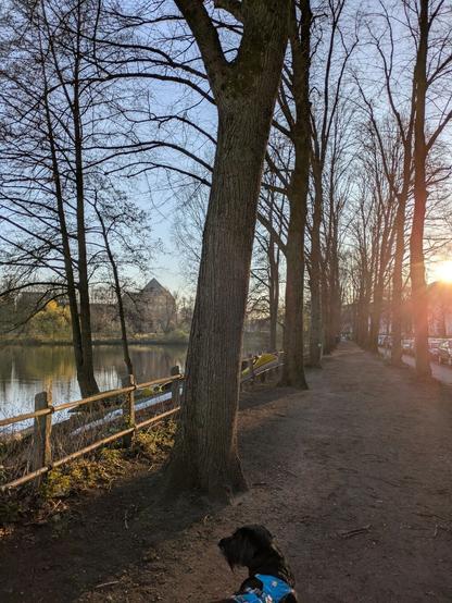 Das Bild zeigt einen Fußweg entlang des Kuhmühlenteichs. Der Weg ist an beiden Seiten von noch kahlen Bäumen gesäumt. Ganz vorn im Bild steht Gari, ein schwarzer Mischlingsrüde, mit seinem leuchtend blauen Geschirr und schaut Richtung Wasser. Im Hintergrund geht die Sonne gerade über den Häuserdächern auf.