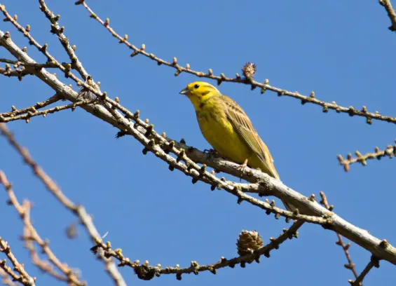 Auf einem kahlen Zweig vor blauem Himmel sitzt ein sehr knallgelber Vogel mit etwas grauer, schwarzer Maserung im Gefieder.