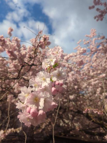 ein blühender Kirschzweig von unten gegen den Himmel. 2/3 der Blüten bereits geöffnet und mit strahlend gelben Pollen.
der andere Teil ist noch geschlossen und mir ist es diesmal gelungen die Blüten schön scharf und die restliche, über das ganze Bild reichende Krone schön unscharf zu bekommen.