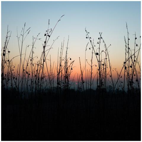 Various high grasses silhouetted by the early sunrise.