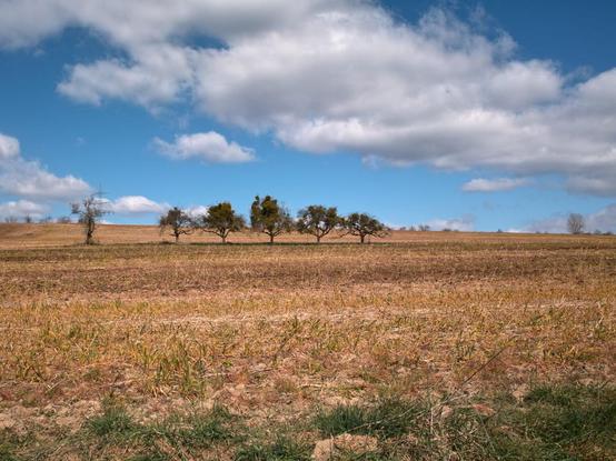 Baumgruppe im Feld auf der Bischmisheimer Höhe, darüber blauer Himmel mit Wolken