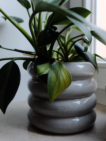 A close-up of a potted green plant with glossy leaves, some of which are slightly yellowing. The plant is in a ribbed, gray ceramic pot placed on a light-colored surface near a window. Soft natural light illuminates the scene.