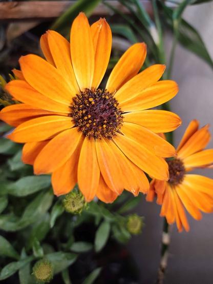 orange flower