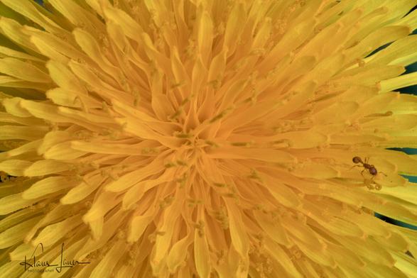 Das Foto zeigt die Makroaufnahme einer Löwenzahnblüte. Auf der rechten Seite sucht sich eine Ameise einen Weg durch das Gewirr von Blütenblättern, Griffeln und mit Pollen besetzten Narben.