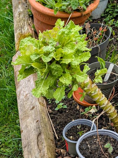 Kohlsprossen wachsen aus einem  Kohlstrunk auf einem Gartenbeet.