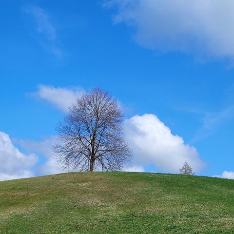 Auf einem grünen Hügel ein einzelner Baum vor blauem Himmel mit weißen Wolken