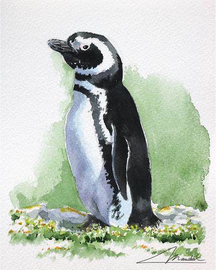 Manchot de magellan paint à l'aquarelle