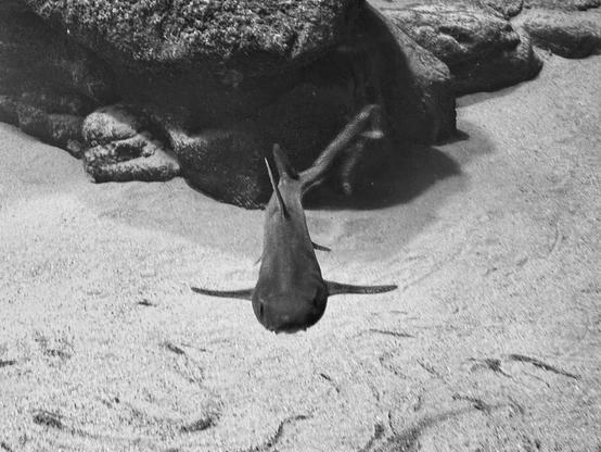 Una fotografía en blanco y negro de un pequeño tiburón nadando sobre un suelo arenoso. El tiburón se encuentra en el centro de la imagen, orientado hacia la cámara. A su alrededor, se ven marcas en la arena, probablemente hechas por otros animales marinos. En el fondo de la imagen, aparecen grandes rocas oscuras que proyectan sombras en el suelo. La imagen da una impresión de tranquilidad y la vida en un fondo marino.
