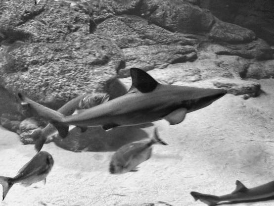 Imagen en blanco y negro de un tiburón nadando cerca del fondo arenoso de un acuario. El tiburón es grande y oscuro, con una aleta dorsal prominente. Alrededor del tiburón hay rocas grises y varios peces más pequeños. El fondo del acuario parece estar hecho de arena blanca.