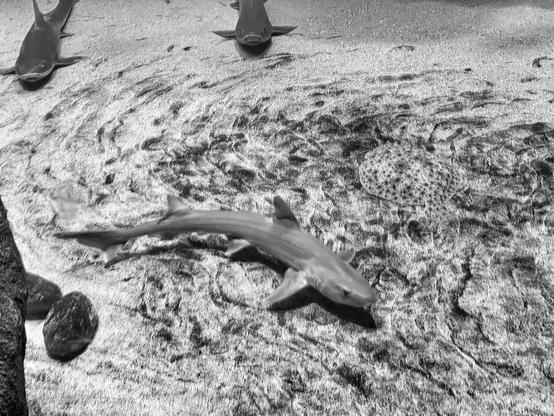 Fotografía en blanco y negro de un fondo marino arenoso con patrones ondulados. Tres tiburones pequeños nadan cerca del fondo. Un tiburón se encuentra en el centro de la imagen, mientras que otros dos se encuentran en la parte superior. También se ve una raya en el fondo arenoso. Dos rocas oscuras se encuentran en la esquina inferior izquierda de la imagen.