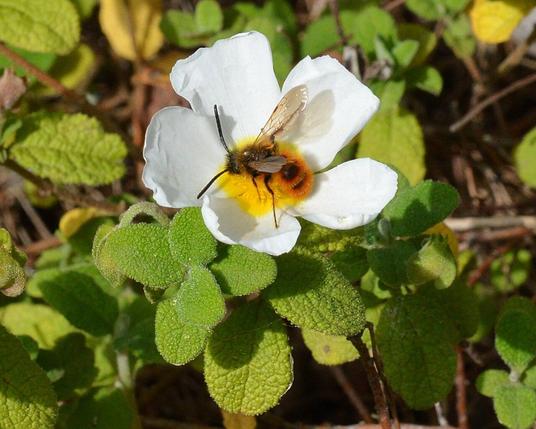 A photo of a fuzzy wasp on a white flower.