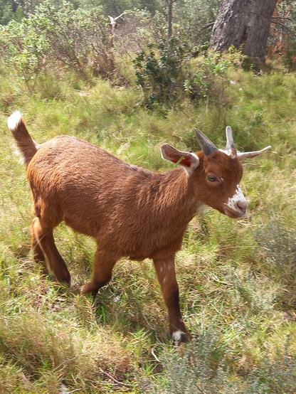 Une photo d'une petite chèvre du rove, pelage marron avec une tache blanche sur le nez, trop mignonne