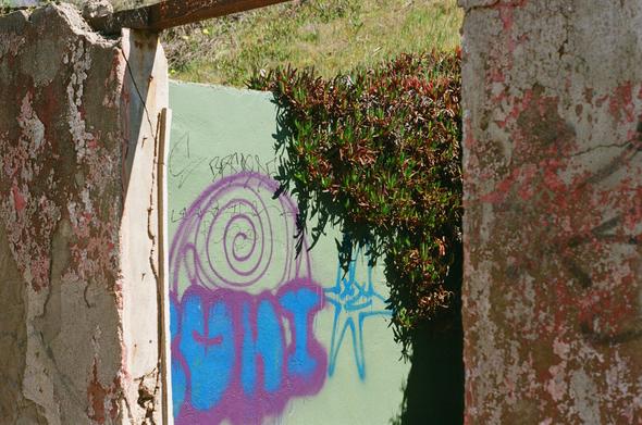 Tags/graffiti on a seafoam green wall with dangling ice plant, I think, glowing in the spring sun.