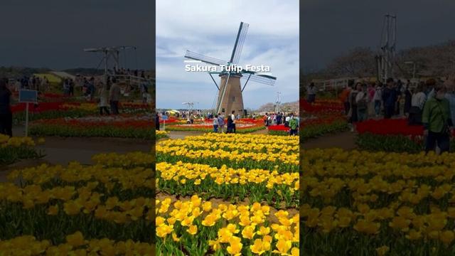 Sakura Tulip Festa #chiba #japan #千葉 #チューリップ #travel