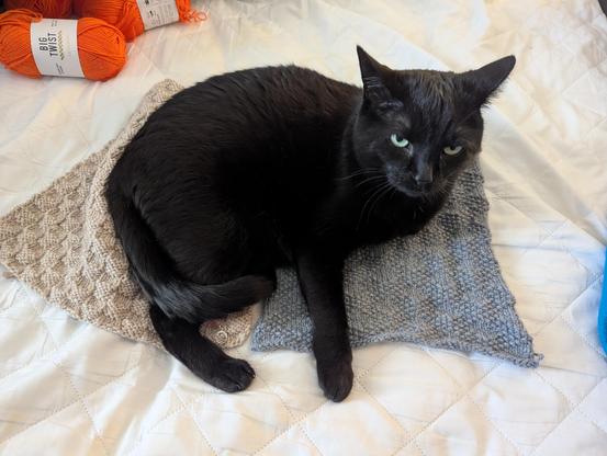 A black cat laying on top of two knit squares.