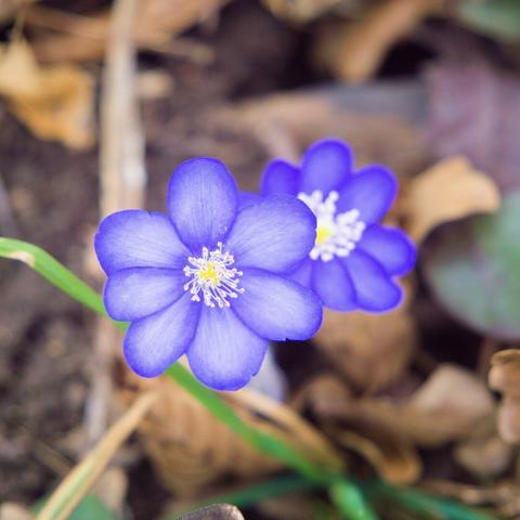 Two Liverwort flowers