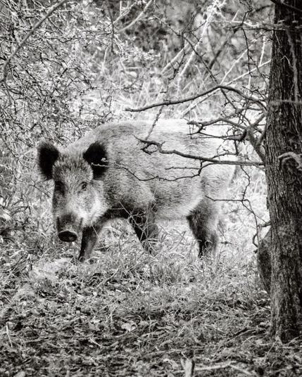 Schwarzweißfoto eines Wildschweins in einem lichten Wäldchen. Das Wildschwein schaut direkt in die Kamera.