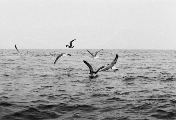 Black and white photo of seagulls flying over a wavy ocean.
