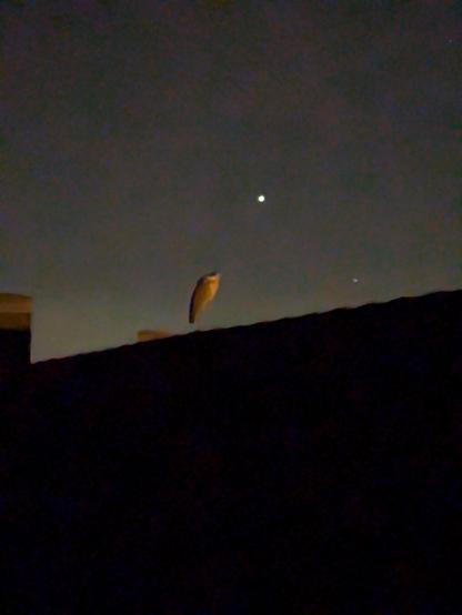 A grey heron sleeping while sitting on a rooftop before the night sky
