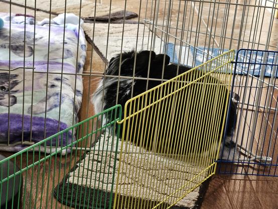 Bunny presses her bunnybuns against a fence.