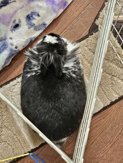 Bunny presses her bunnybuns against a fence. It's tucked into a corner and she loafs