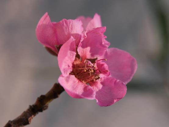This is an image of a pink peach blossom. The petals are vibrant and the flower is in full bloom, attached to a brown stem.