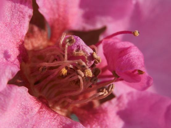 This image is a close-up of the interior of a peach blossom. You can see the flower's reproductive parts, including the stamens and pistils, surrounded by pink petals. The focus on fine details highlights the texture and color of the flower's components. It's also "just" a crop of the previous picture.