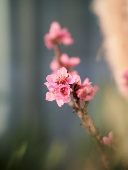 The image shows a branch with pink peach blossom flowers. The flowers are in focus, while the background is blurred, highlighting the delicate petals and creating a soft, dreamy effect.