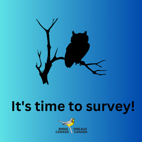 A blue square with a dark silhouette of a Great Horned Owl sitting in a dead tree. Text is It's time to survey! Also includes the Birds Canada logo.