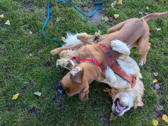 A Golden at play with a Boxer. Photo from above the two, one of which lies on his back on the green grass, while the other dog seems to lei on top on him. One paw is wrapped around the other's shoulder, like an very friendly gesture. This snapshot depicts a scene that lasted seconds only, since the two dogs were constantly chasing one another and changing positions in playful fighting for a rank. This moment, the Boxer appears to win, the Golden below, chest upwards, seems to smile with delight, the tongue in blep