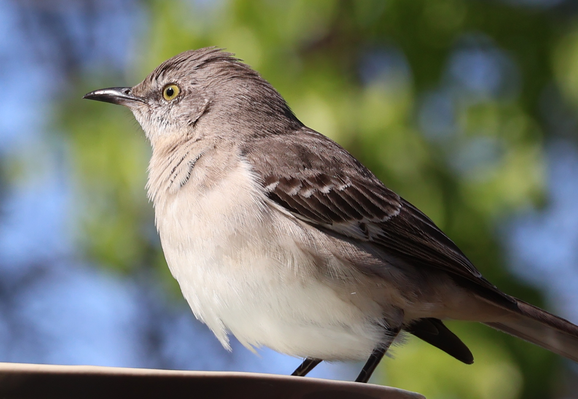 A photo of a Northern Mockingbird, a roughly robin-sized songbird native to North America. It's facing camera left and looking at something with its one visible eye.