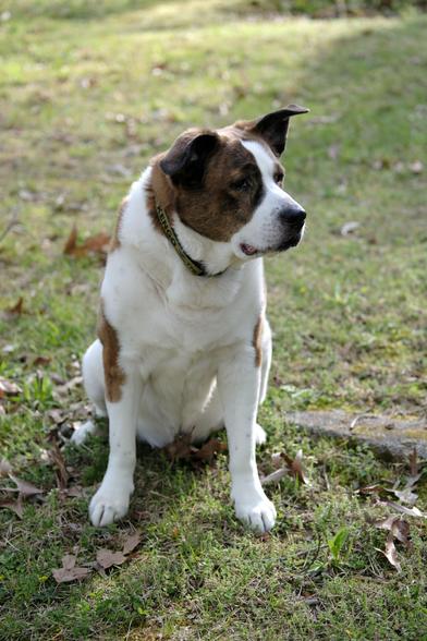 A white and brown dog sitting in his yard backlit by the late afternoon sun