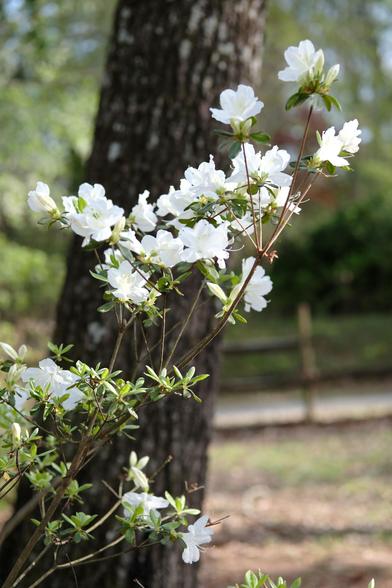 White azaleas in the late afternoon sun in front of a thick tree trunk