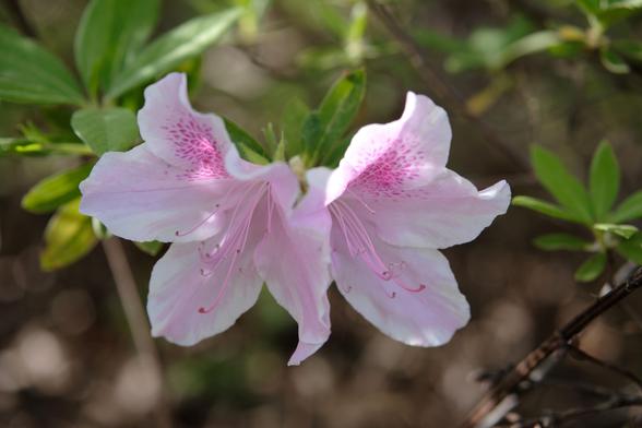 A pair of pink azalea blossoms
