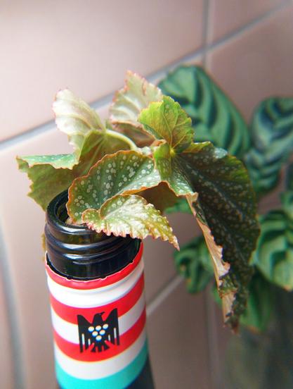 Plant cuttings by the kitchen sink