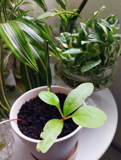 Baby Malabar spinach