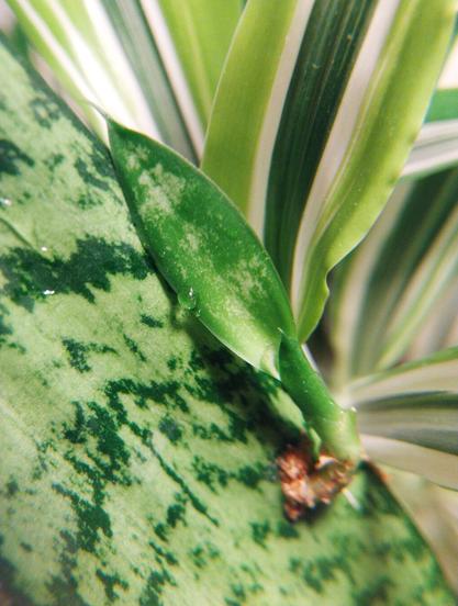 Baby Sansevieria