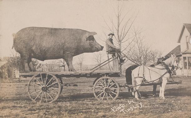 Black and white photo postcard of a man driving a flatbed horse-drawn wagon carrying a pig more than twice the size of the horses pulling it. A farm house is partly in frame too. 'Photo by Tinsley' is hand-written.