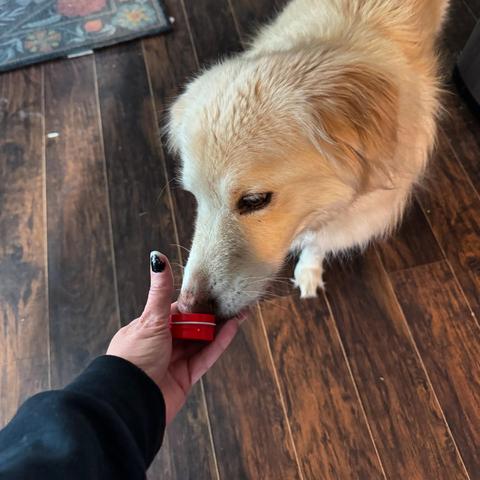 Dog sniffing a scent tin