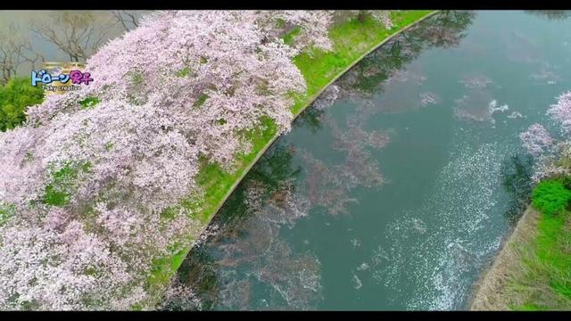 1.8km福岡堰の桜並木（茨城県つくばみらい市）ドローン男子空撮