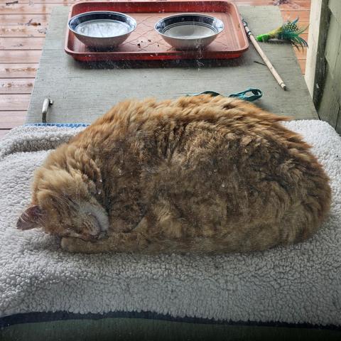 Obi is curled up asleep, his nose tucked onto his left back left. He’s an orange tabby with a bit of white chin. His fur looks shaggy. He lies on a white fleece blanket. Behind him is an orange plastic tray with his water and food bowls, and wand feather toy to the right of the tray.