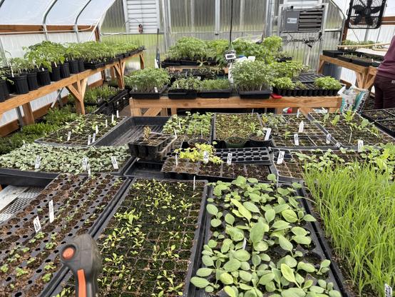 Left side greenhouse. Mostly tomatoes, some flower starts, herbs