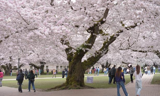 Cherry tree blossoms on an open grassy area with cobbled/brick walkways.