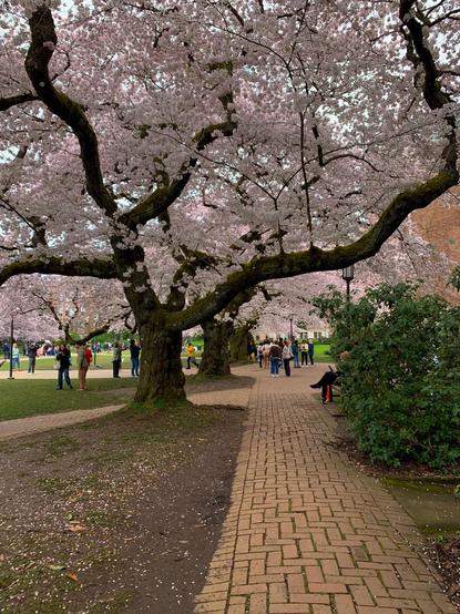 A pink flowering cherry tree at the UofW with interestingly twisted branches shades a brick walkway in the quad. The quad is full of students. The skynis somewhat overcast. There are laurel bushes lining the walkway on the right.