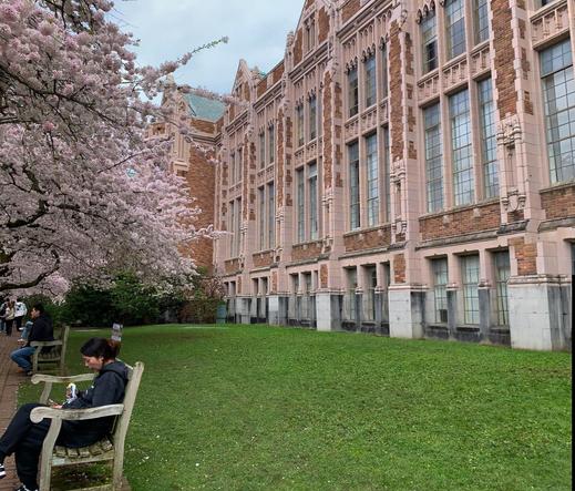 A smooth green lawn separates the brick and pink sandstonefacade of a university building from pink flowering cherry trees that shade a few benches with students seated and reading. The building looks very much like 19th century public edifices with tall windows and roofline ornamantation.