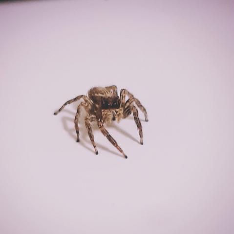Tiny Jumping spider